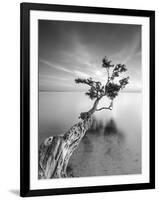 Water Tree V-Moises Levy-Framed Photographic Print