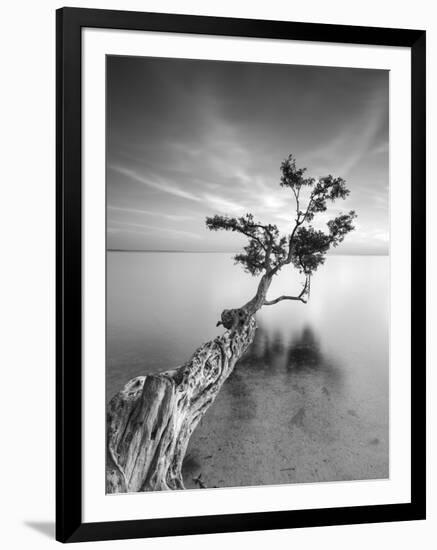 Water Tree V-Moises Levy-Framed Photographic Print