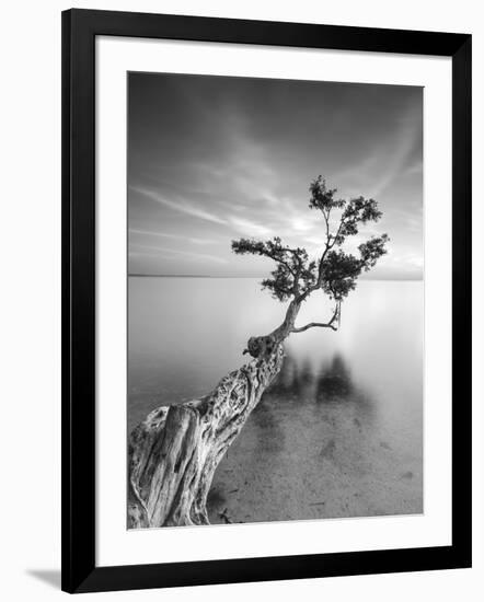 Water Tree V-Moises Levy-Framed Photographic Print