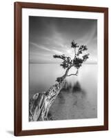 Water Tree V-Moises Levy-Framed Photographic Print