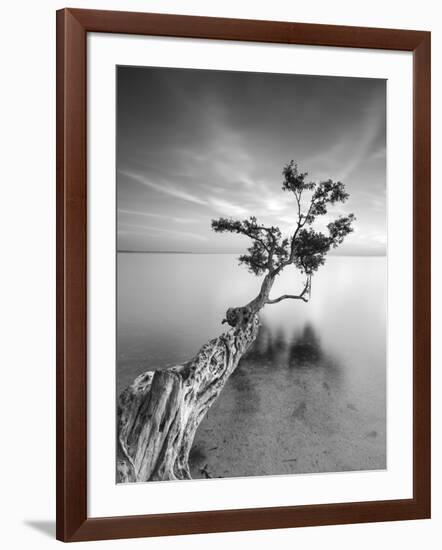 Water Tree V-Moises Levy-Framed Photographic Print