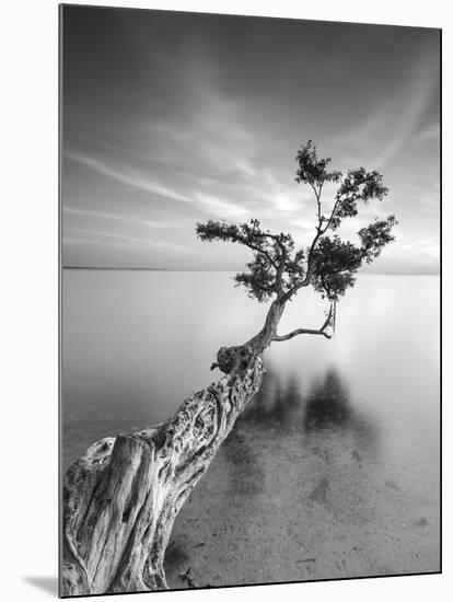 Water Tree V-Moises Levy-Mounted Photographic Print