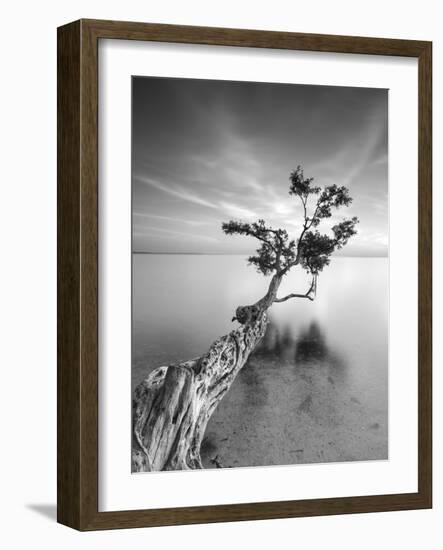 Water Tree V-Moises Levy-Framed Photographic Print