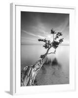 Water Tree V-Moises Levy-Framed Photographic Print