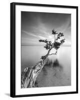 Water Tree V-Moises Levy-Framed Photographic Print