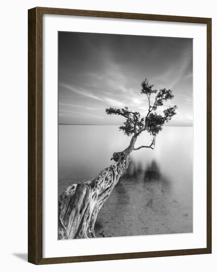 Water Tree V-Moises Levy-Framed Photographic Print