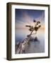 Water Tree X-Moises Levy-Framed Photographic Print