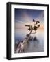 Water Tree X-Moises Levy-Framed Photographic Print