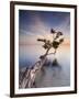 Water Tree X-Moises Levy-Framed Photographic Print