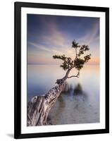 Water Tree X-Moises Levy-Framed Photographic Print