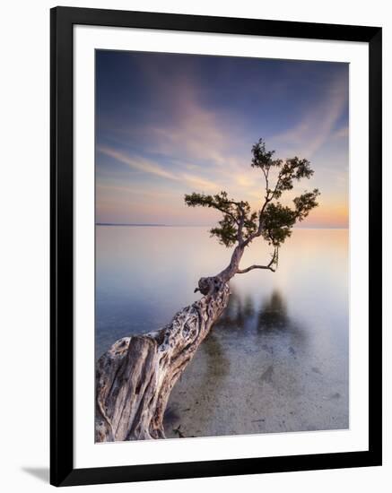 Water Tree X-Moises Levy-Framed Photographic Print