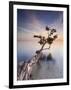 Water Tree X-Moises Levy-Framed Photographic Print