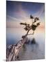 Water Tree X-Moises Levy-Mounted Photographic Print