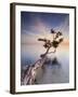 Water Tree X-Moises Levy-Framed Photographic Print