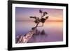 Water Tree XI-Moises Levy-Framed Photographic Print