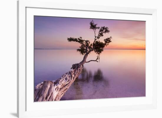 Water Tree XI-Moises Levy-Framed Photographic Print