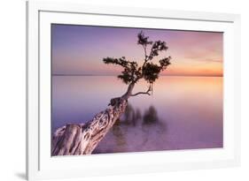 Water Tree XI-Moises Levy-Framed Photographic Print