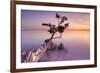 Water Tree XI-Moises Levy-Framed Photographic Print