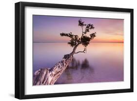 Water Tree XI-Moises Levy-Framed Photographic Print