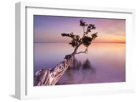 Water Tree XI-Moises Levy-Framed Photographic Print