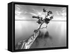 Water Tree XIII-Moises Levy-Framed Stretched Canvas