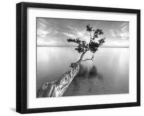 Water Tree XIII-Moises Levy-Framed Premium Photographic Print