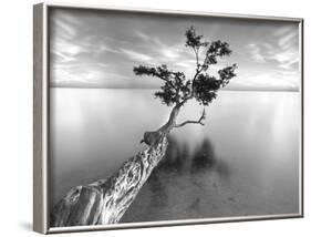 Water Tree XIII-Moises Levy-Framed Photographic Print