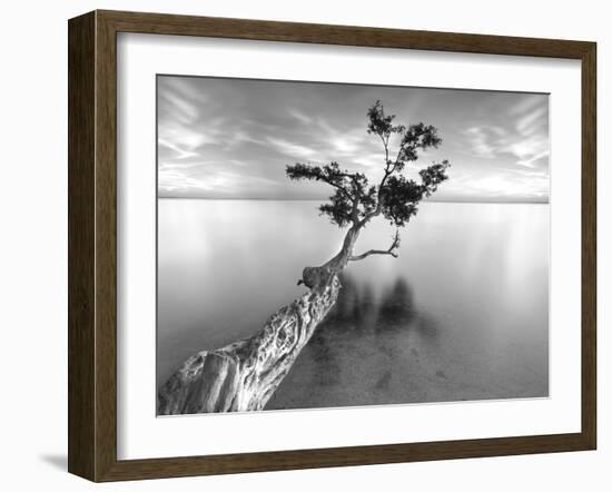 Water Tree XIII-Moises Levy-Framed Photographic Print