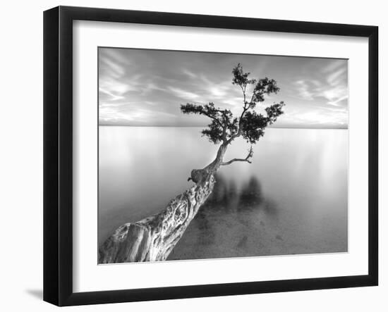 Water Tree XIII-Moises Levy-Framed Photographic Print