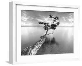 Water Tree XIII-Moises Levy-Framed Photographic Print