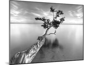 Water Tree XIII-Moises Levy-Mounted Photographic Print