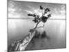 Water Tree XIII-Moises Levy-Mounted Photographic Print