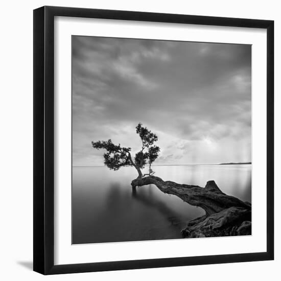 Water Tree-Moises Levy-Framed Photographic Print