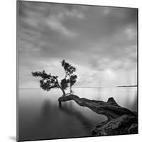 Water Tree-Moises Levy-Mounted Photographic Print