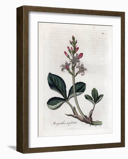 Water Trefoil or Buckbean, Menyanthes Trifoliata. Handcoloured Copperplate Engraving from a Botanic-James Sowerby-Framed Giclee Print