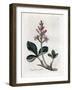 Water Trefoil or Buckbean, Menyanthes Trifoliata. Handcoloured Copperplate Engraving from a Botanic-James Sowerby-Framed Giclee Print
