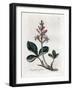 Water Trefoil or Buckbean, Menyanthes Trifoliata. Handcoloured Copperplate Engraving from a Botanic-James Sowerby-Framed Giclee Print