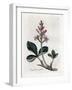 Water Trefoil or Buckbean, Menyanthes Trifoliata. Handcoloured Copperplate Engraving from a Botanic-James Sowerby-Framed Giclee Print