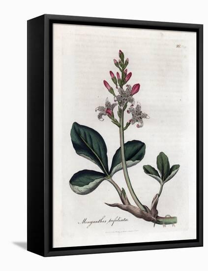 Water Trefoil or Buckbean, Menyanthes Trifoliata. Handcoloured Copperplate Engraving from a Botanic-James Sowerby-Framed Stretched Canvas