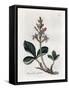 Water Trefoil or Buckbean, Menyanthes Trifoliata. Handcoloured Copperplate Engraving from a Botanic-James Sowerby-Framed Stretched Canvas