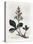 Water Trefoil or Buckbean, Menyanthes Trifoliata. Handcoloured Copperplate Engraving from a Botanic-James Sowerby-Stretched Canvas