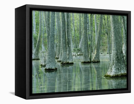 Water Tupelo Swamp, Mark Twain National Forest, Missouri, USA-Charles Gurche-Framed Stretched Canvas