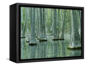 Water Tupelo Swamp, Mark Twain National Forest, Missouri, USA-Charles Gurche-Framed Stretched Canvas