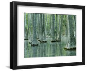 Water Tupelo Swamp, Mark Twain National Forest, Missouri, USA-Charles Gurche-Framed Photographic Print