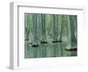 Water Tupelo Swamp, Mark Twain National Forest, Missouri, USA-Charles Gurche-Framed Photographic Print