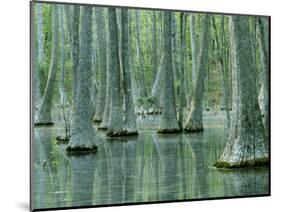 Water Tupelo Swamp, Mark Twain National Forest, Missouri, USA-Charles Gurche-Mounted Photographic Print