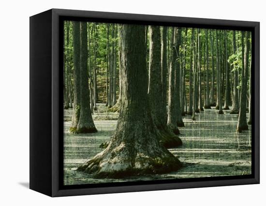 Water Tupelo swamp, Ripley County, Missouri, USA-Charles Gurche-Framed Stretched Canvas