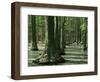 Water Tupelo swamp, Ripley County, Missouri, USA-Charles Gurche-Framed Photographic Print