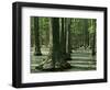 Water Tupelo swamp, Ripley County, Missouri, USA-Charles Gurche-Framed Photographic Print