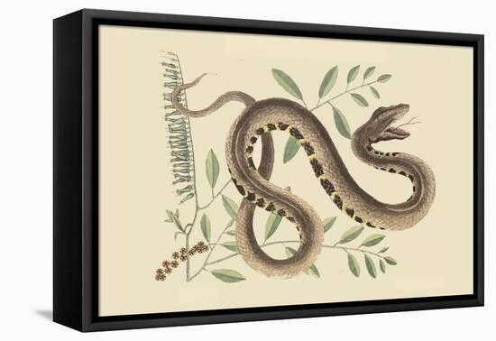 Water Viper -Viper Mouth-Mark Catesby-Framed Stretched Canvas